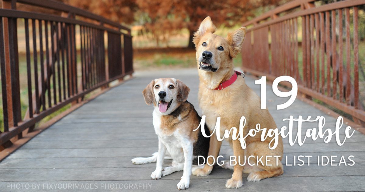 doggy-bucket-list-ideas-fb