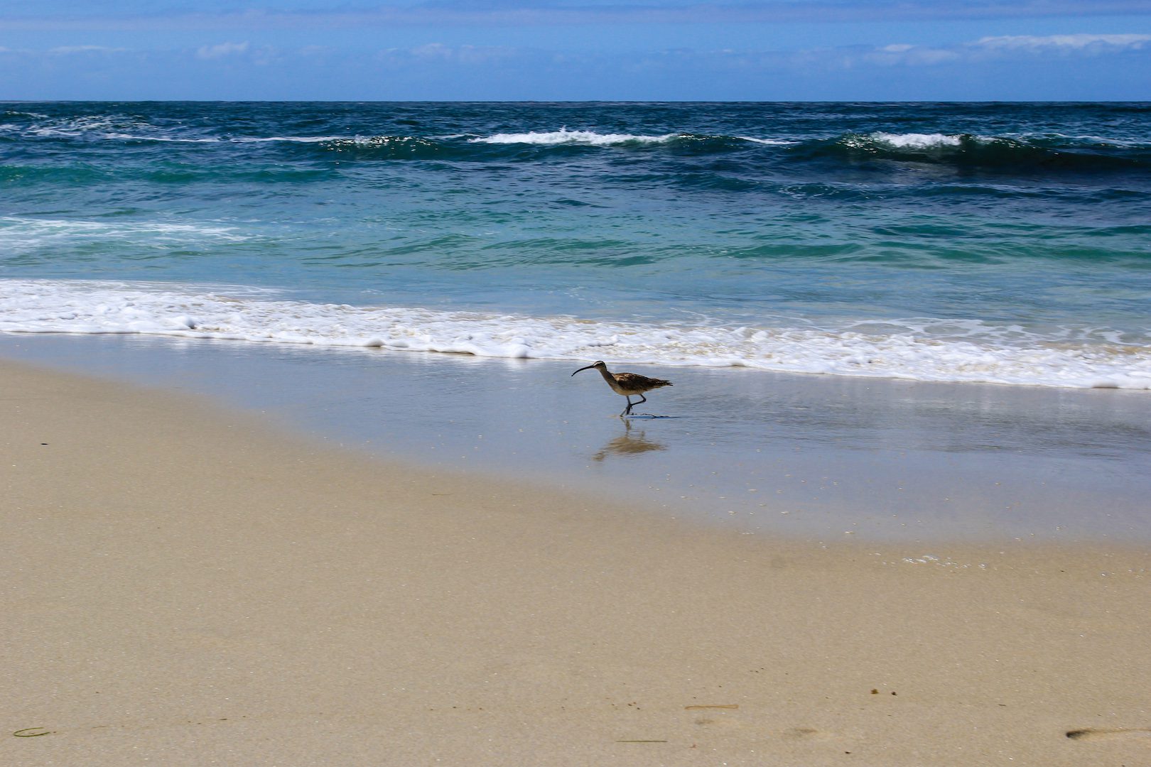 Bird Chasing Waves & Critters at La Jolla Beach in San Diego