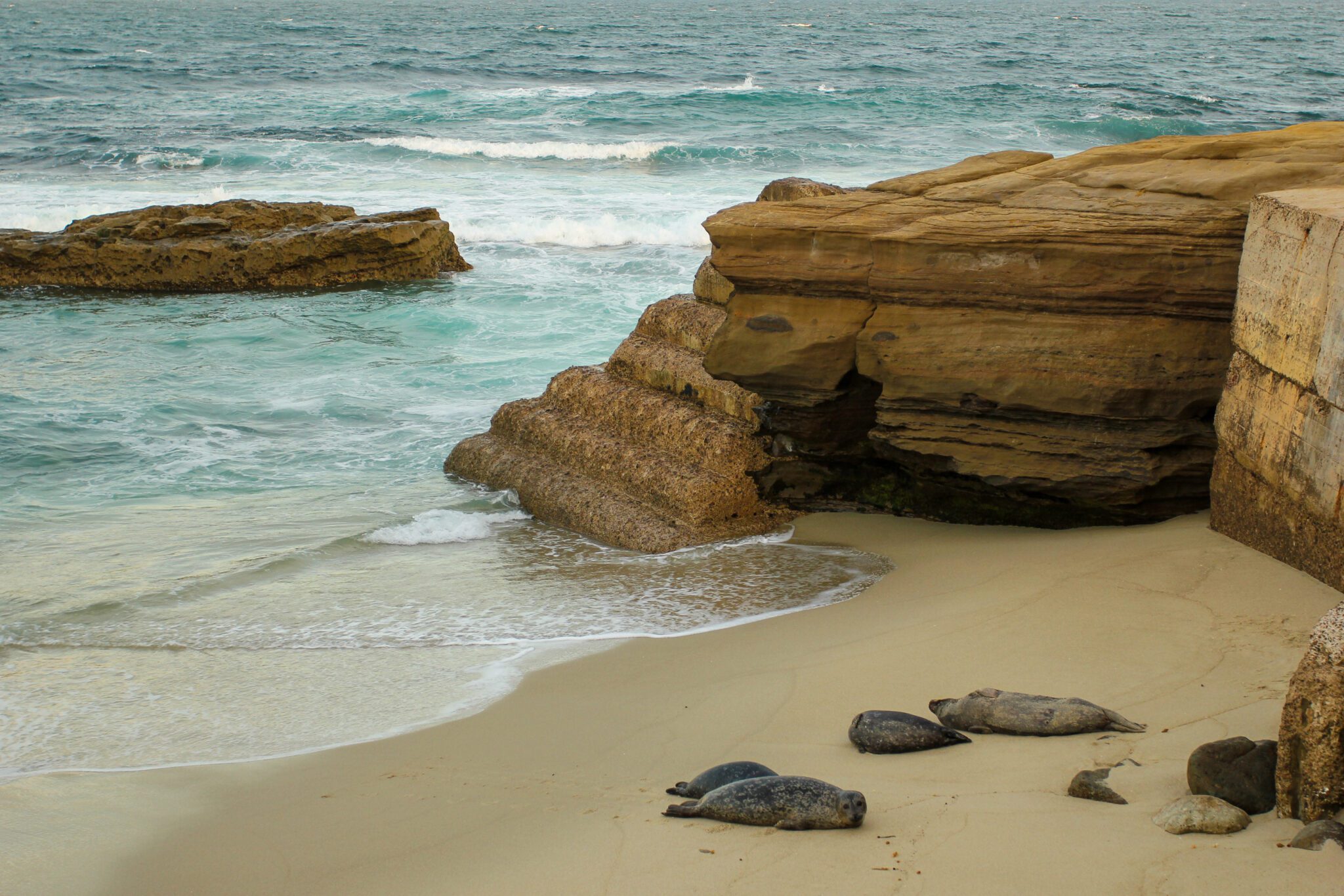 Mother Seal & Nursing Pup at La Jolla in San Diego