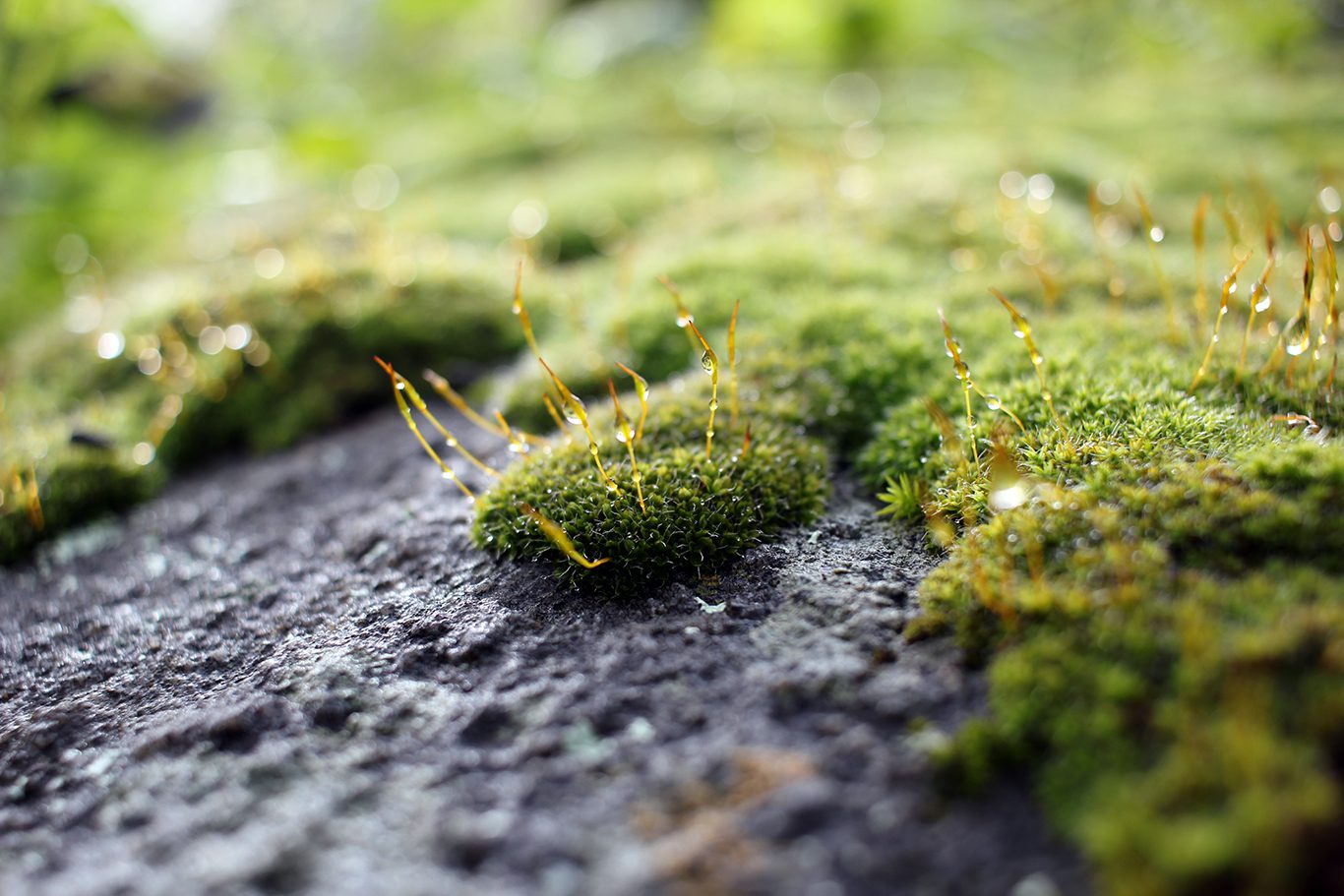 Moisture captured in the moss on the Blue Sky Reserve hike to Ramona Dam