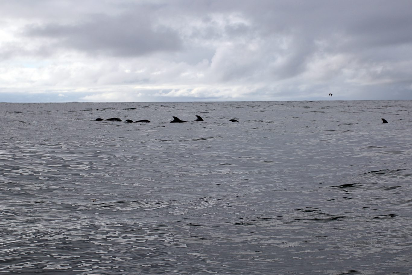 Dorsal fins of a dolphin pod off the coast of San Diego