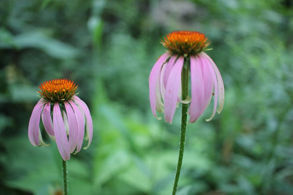 Wildflowers at White Rock Mountain, Arkansas