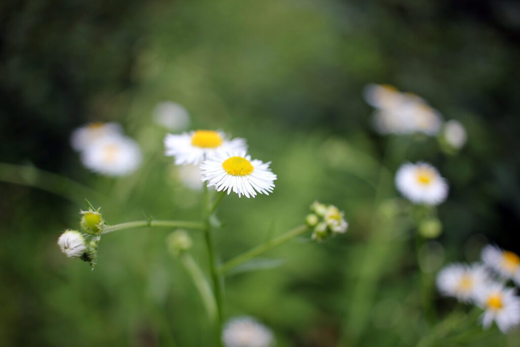 Wildflowers at White Rock Mountain, Arkansas
