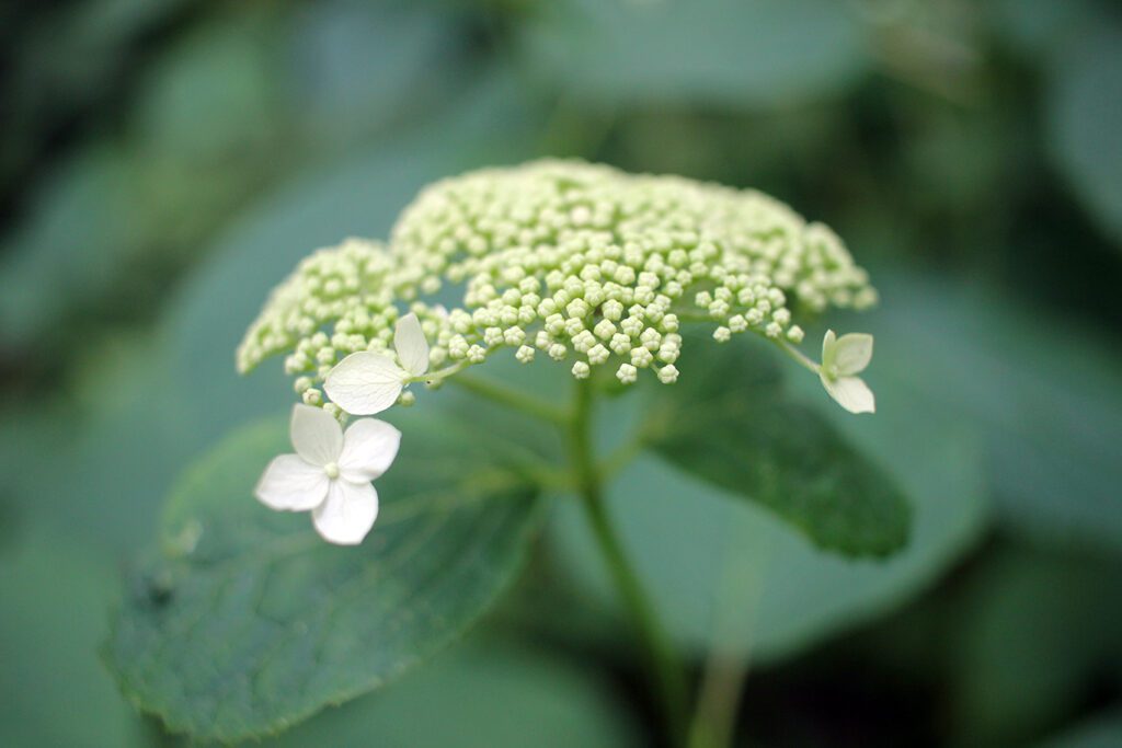 Wildflowers at White Rock Mountain, Arkansas
