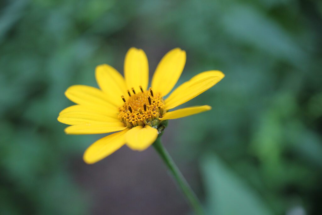 Wildflowers at White Rock Mountain, Arkansas