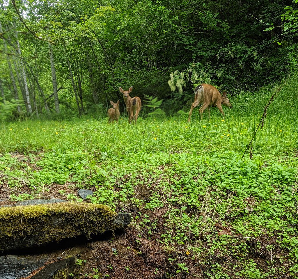 Deer at HomeAway Cabin in Ashford, WA