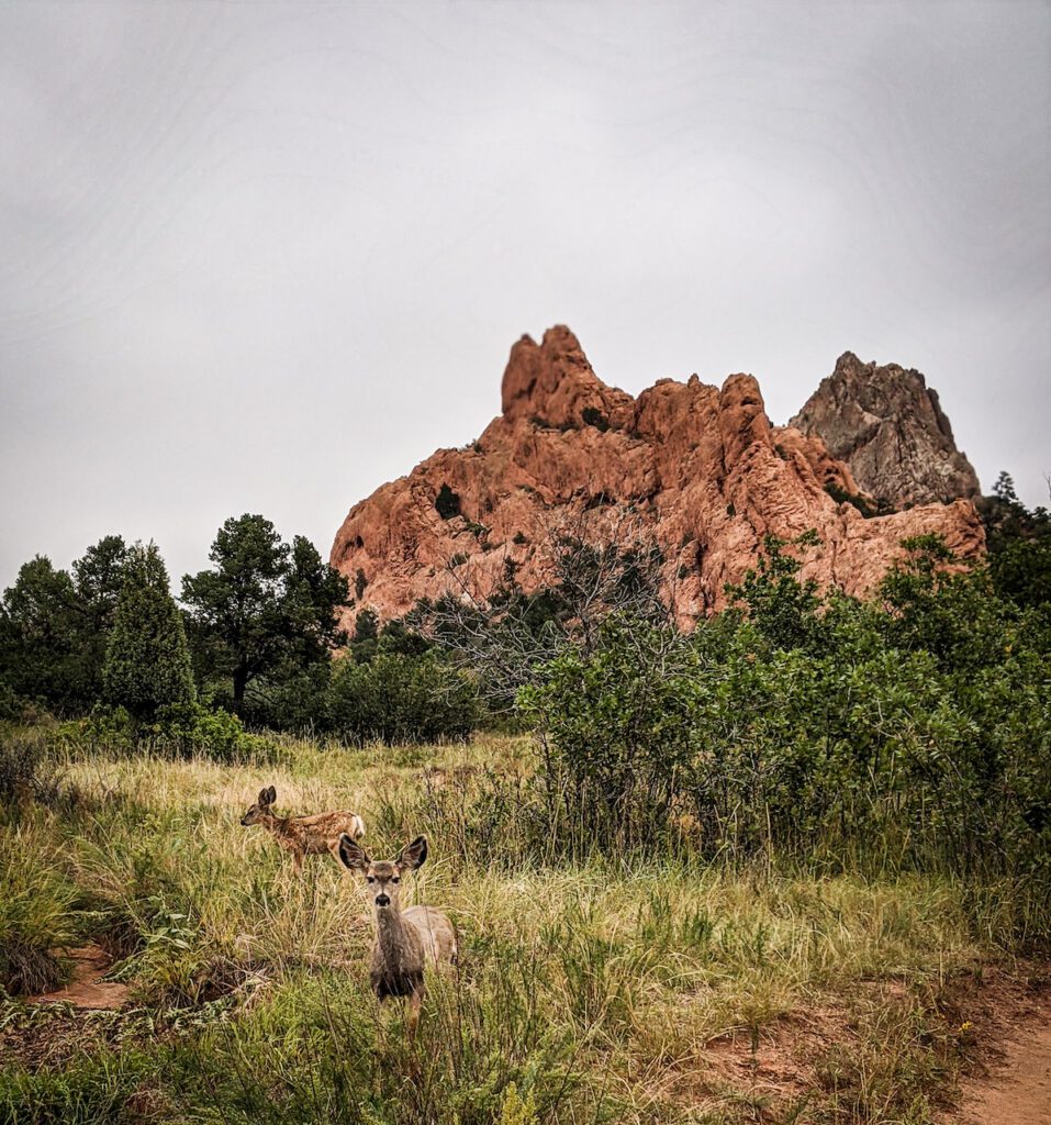 Deer at Garden of the Gods