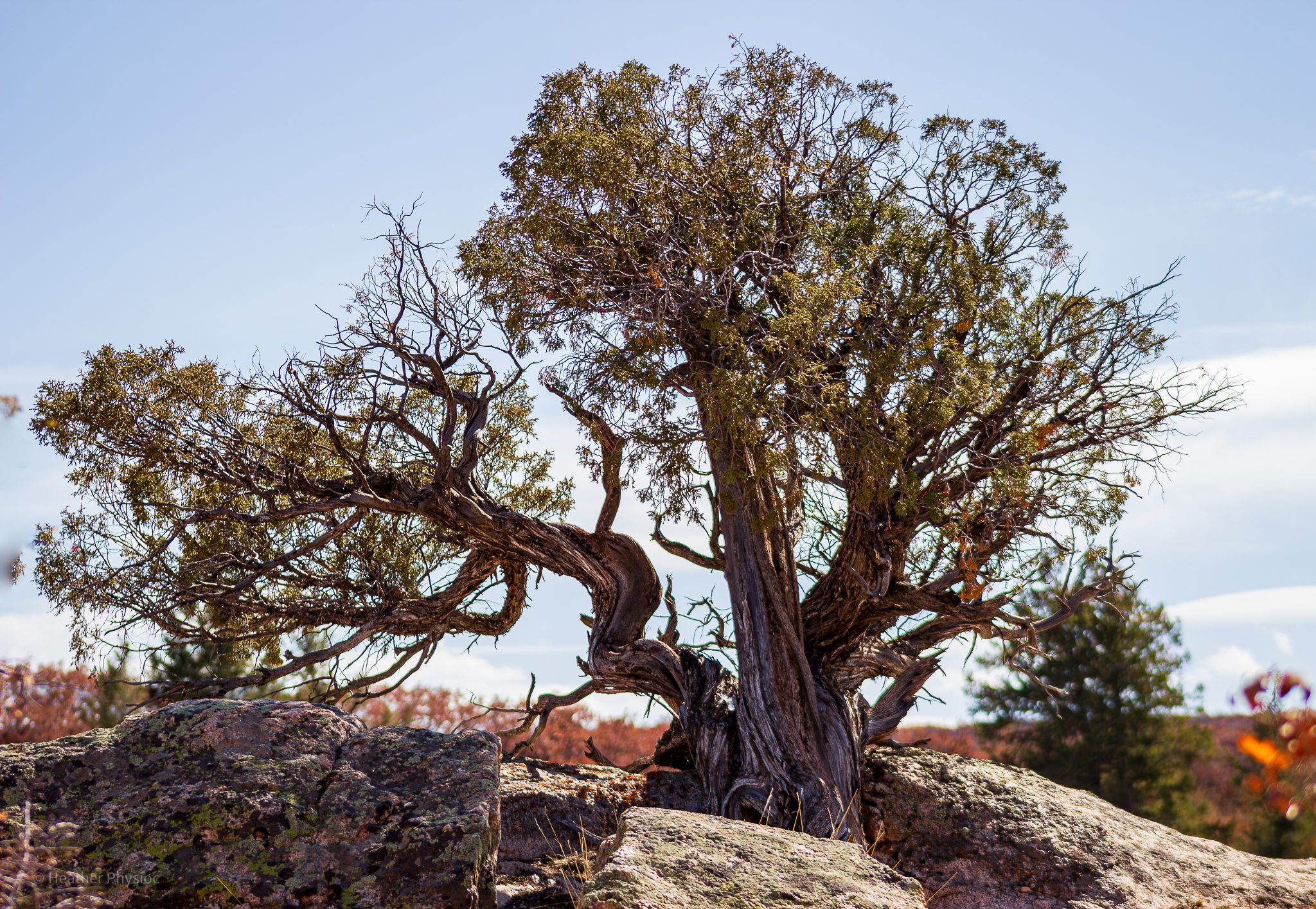 Juniper tree at Black Canyon of the Gunnison