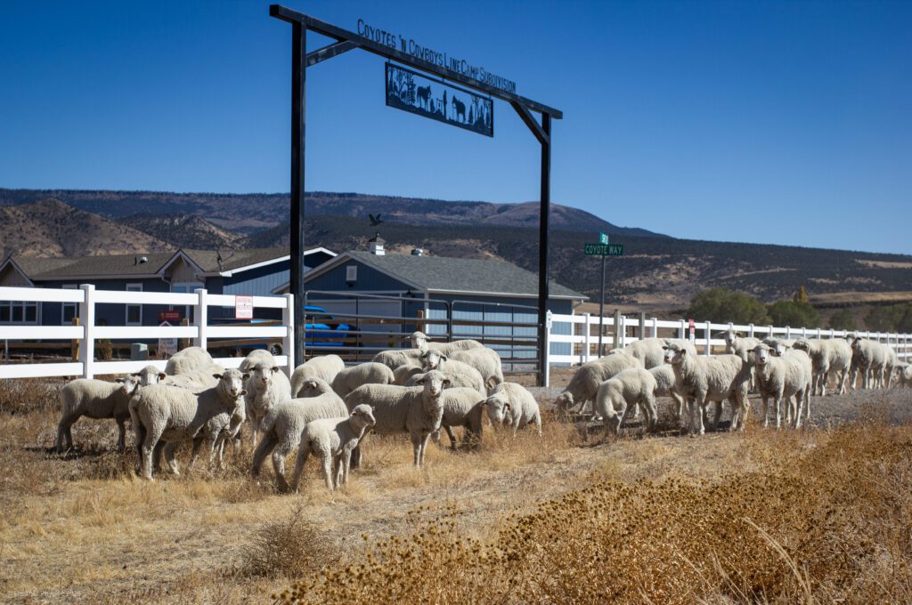Sheep Flock in Town at Antimony, Utah