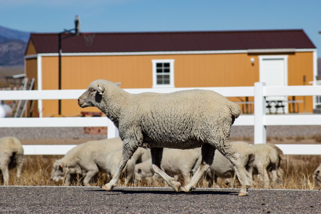 Sheep in Antimony, Utah