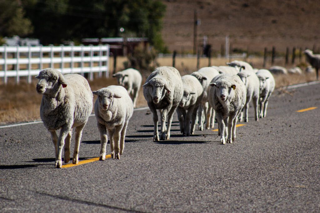 Flock of Sheep Herding on a Road in Antimony, Utah