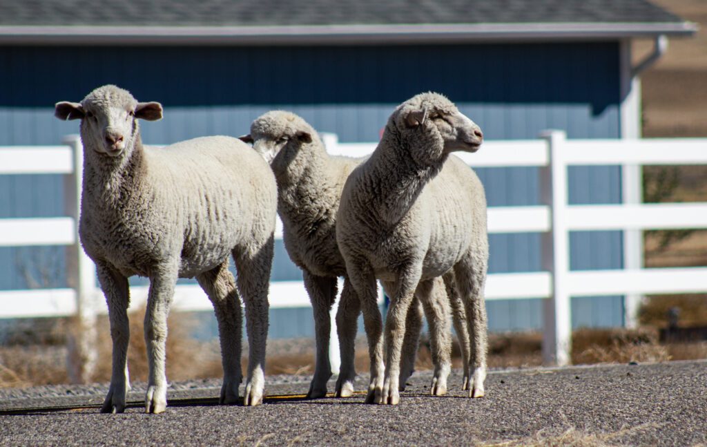 Trio of Sheep in Antimony, Utah