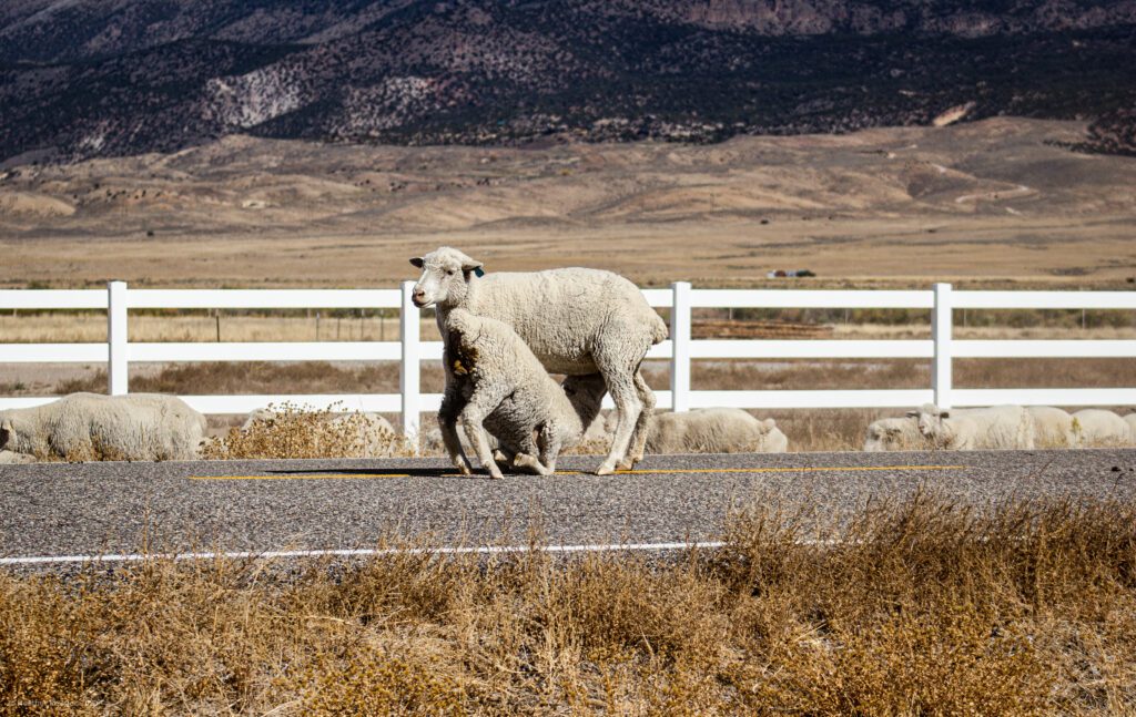 Ewe & Lamb Nursing During Sheep Flock Migration in Antimony, Utah