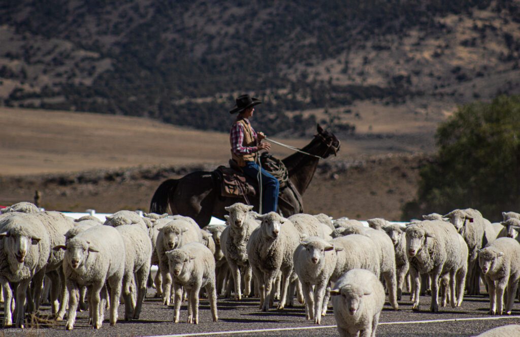 Cowboy Herding Sheep in Antimony, Utah
