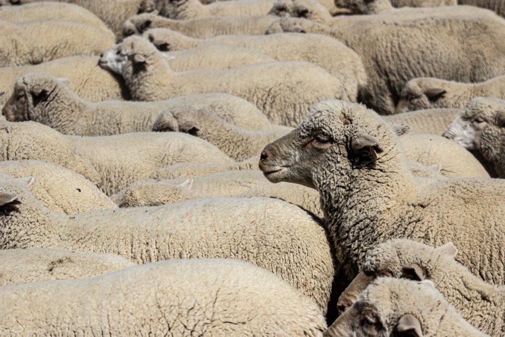 Flock of Sheep in Antimony, Utah