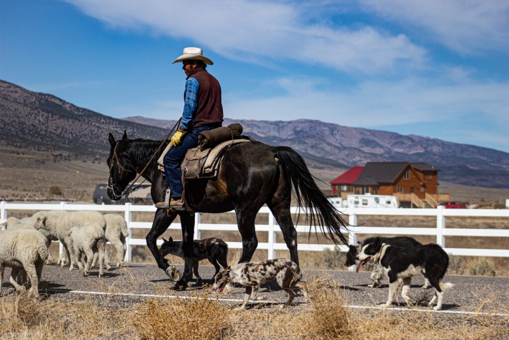 Cowboys & Dogs Herding Sheep in Antimony, Utah