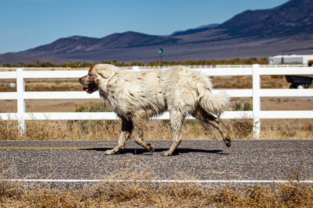Sheep Herding Dog in Antimony, Utah