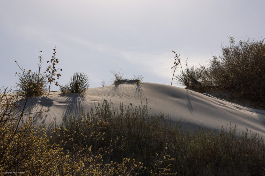 Plant Life on a Hill in the Afternoon at White Sands National Park in New Mexico