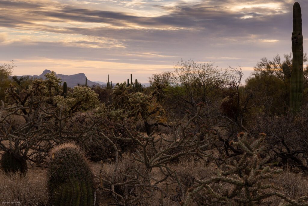 Many Cactus Varieties of Sonoran Desert in Arizona