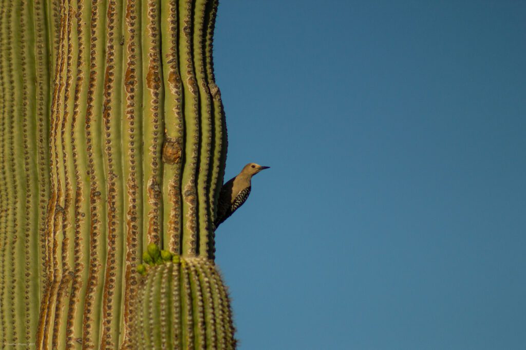 Female Gila Woodpecker Perched on Saguaro Cactus in Sonoran Desert, Arizona at Sunrise