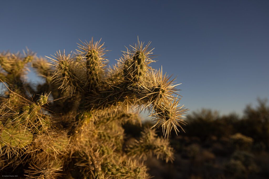 Jumping Cholla Cactus at Sunset in Sonoran Desert, Oro Valley, Arizona
