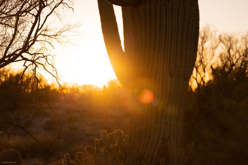 Saguaro Cactus & Desert at Sunset in Oro Valley, Arizona
