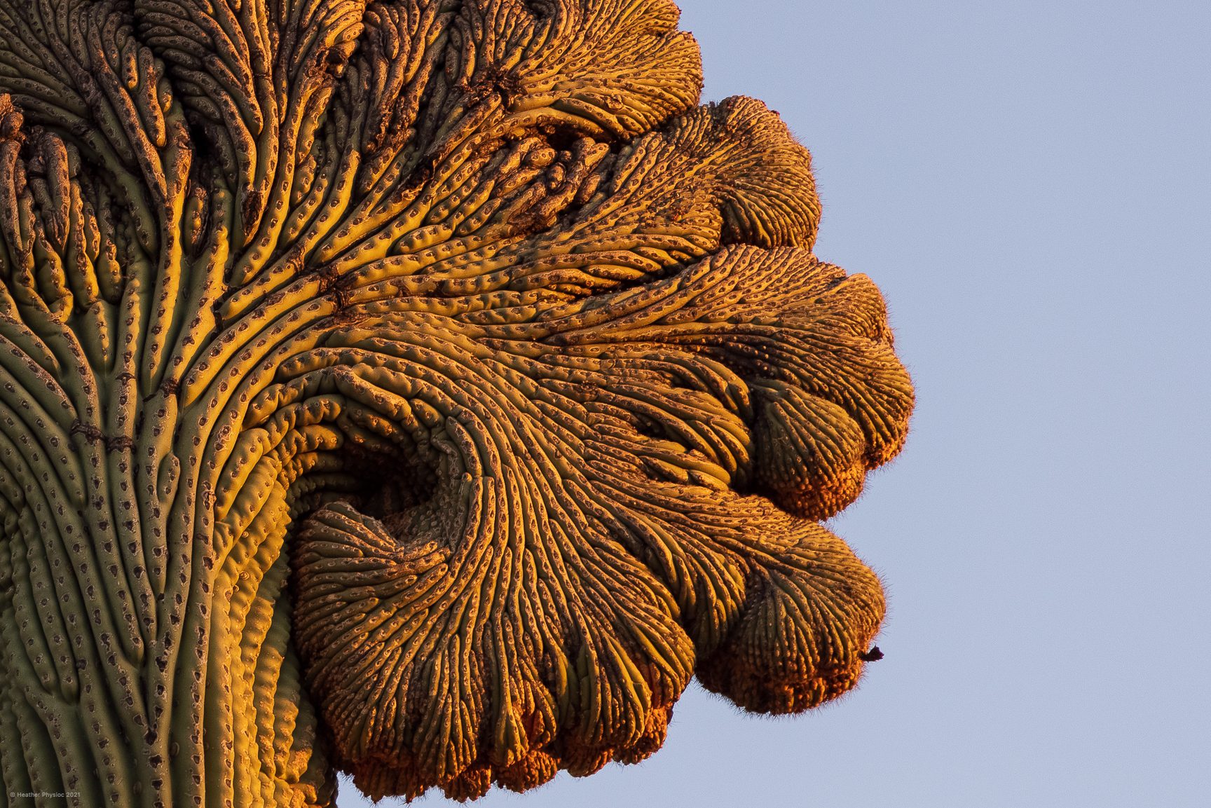 Rare Cristate Saguaro Crest at Sunrise in Sonoran Desert, Arizona