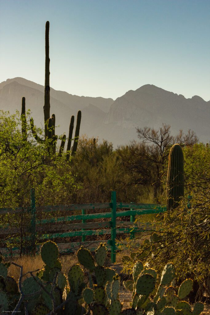 Turquoise Wooden Fence with Saguaro Cactus & Mountains in Oro Valley, Arizona