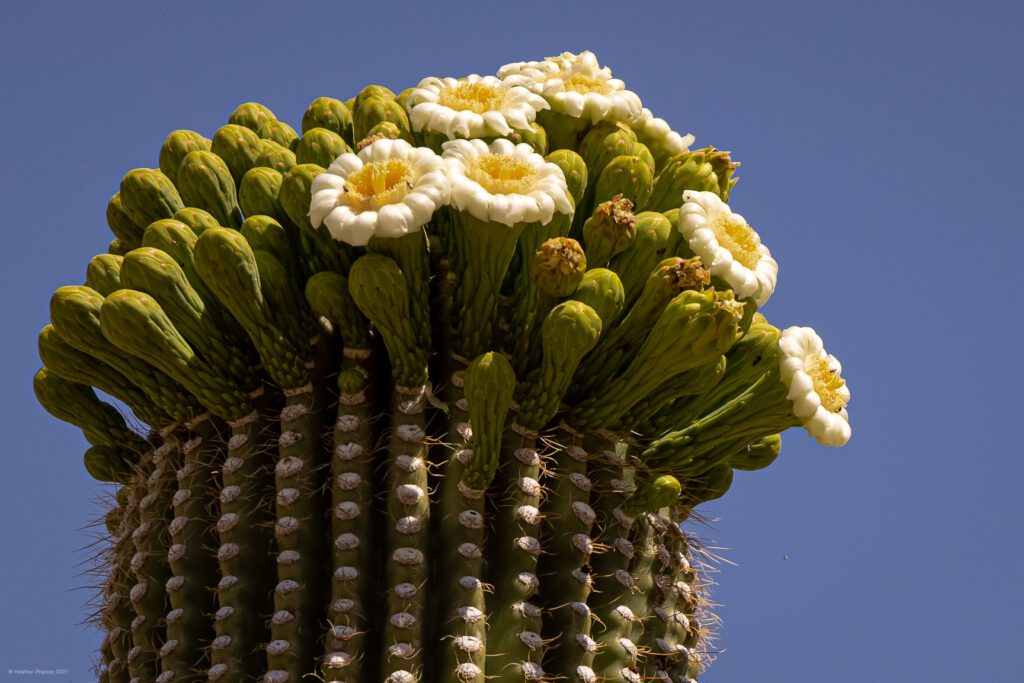 White & Yellow Spring Saguaro Cactus Blossoms in Sonoran Desert, Arizona