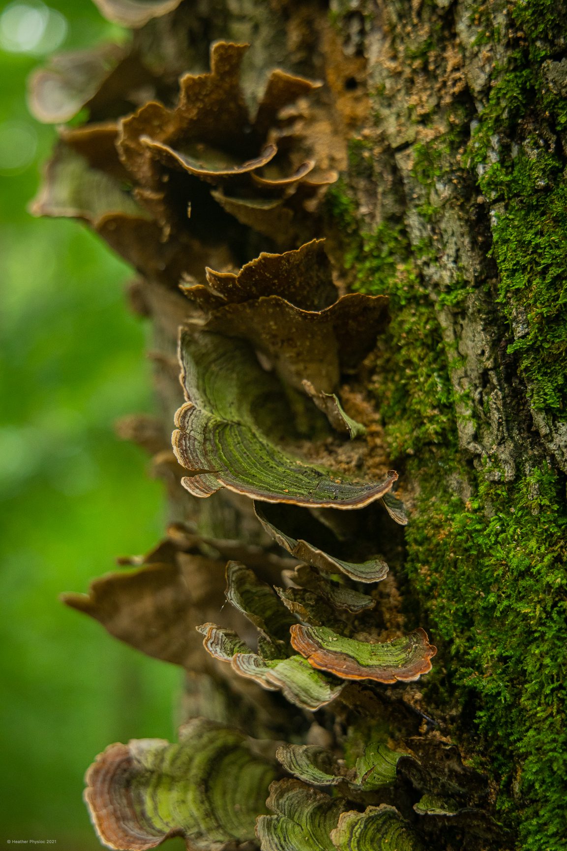 Mossy Maze Polypore Tree Fungus on Knobstone Trail in Indiana