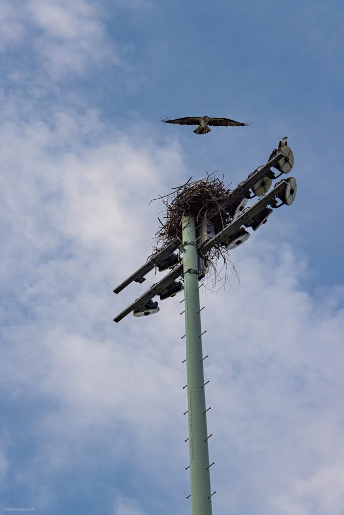 Nesting Osprey Couple Atop Field Lights on the United States Naval Academy Yard in Annapolis, Maryland