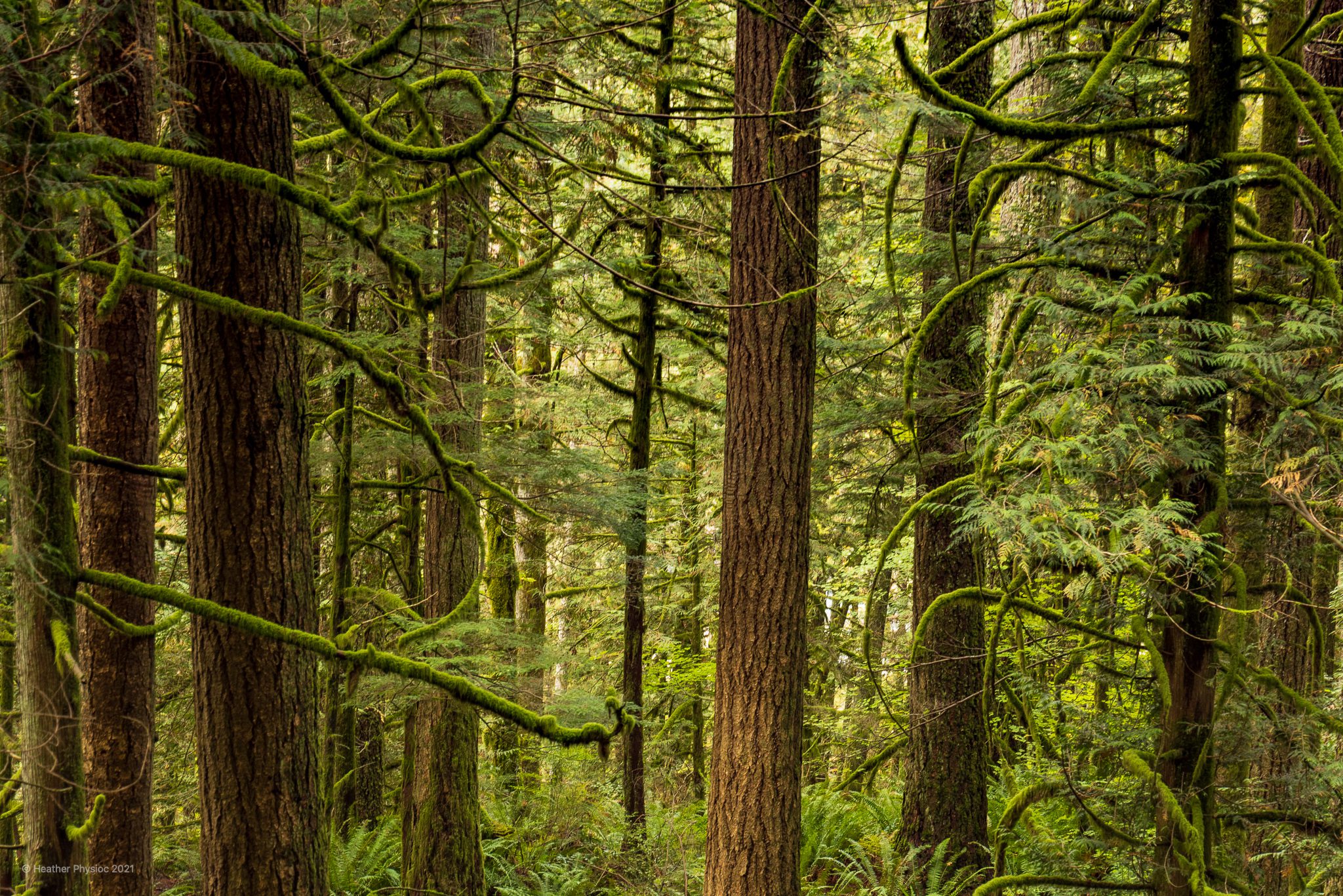 Curled, Damp, Mossy Branches of Trees on the Snoqualmie Falls Hike Near Seattle Washington