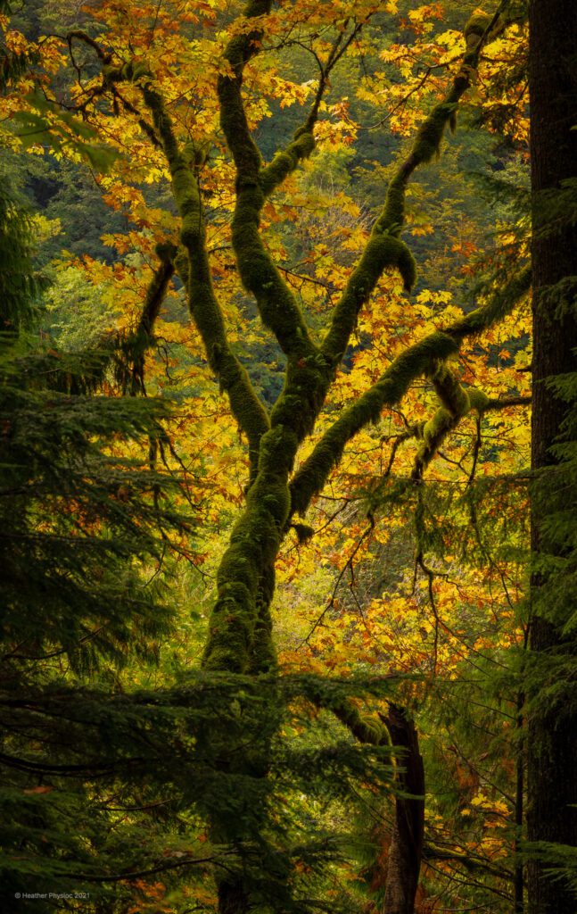 A mystical-feeling, moss-covered tree stretches toward an illuminated clearing on the Snoqualmie Falls hike near Seattle, Washington