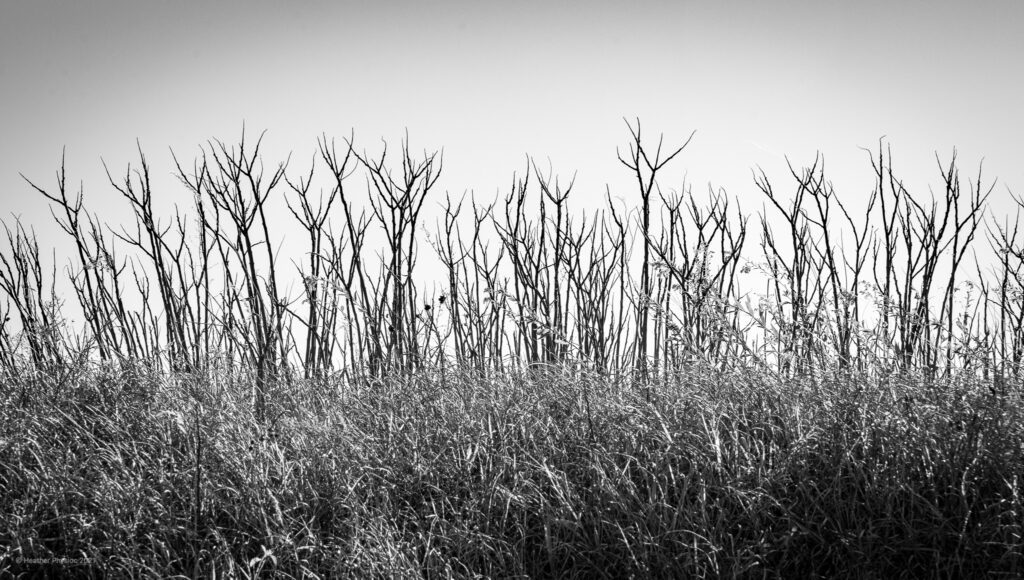 Black & White Fall Foliage on the Flint Hills Nature Trail in Kansas