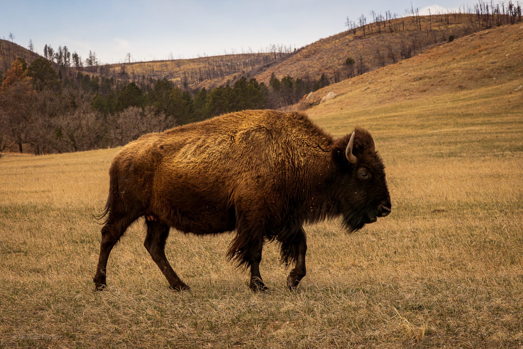 Single female plains bison in Custer State Park in South Dakota