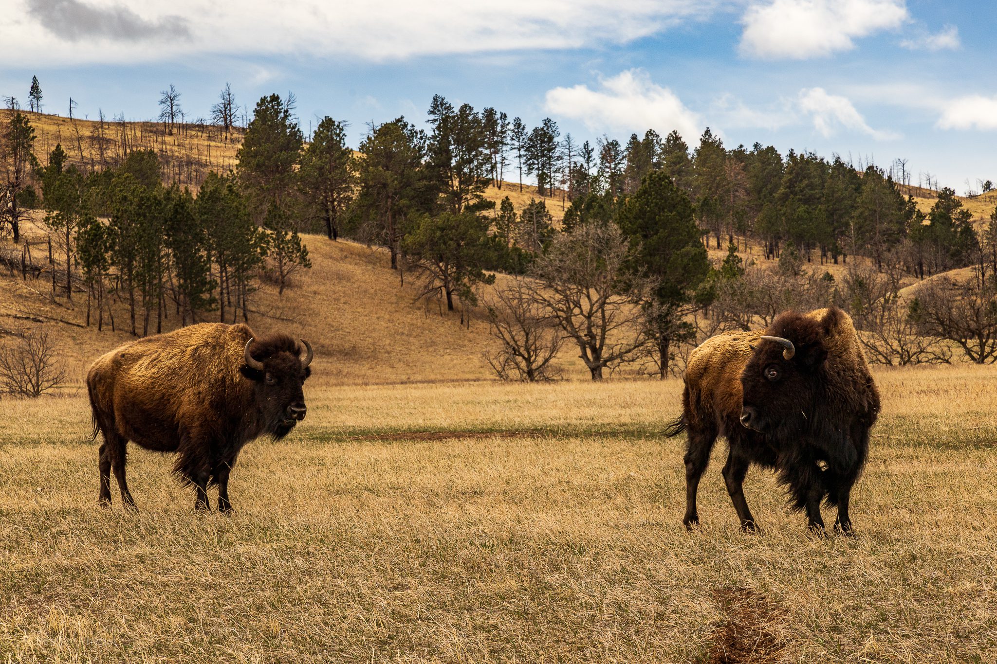 Pair of blains bison in Custer State Park in South Dakota