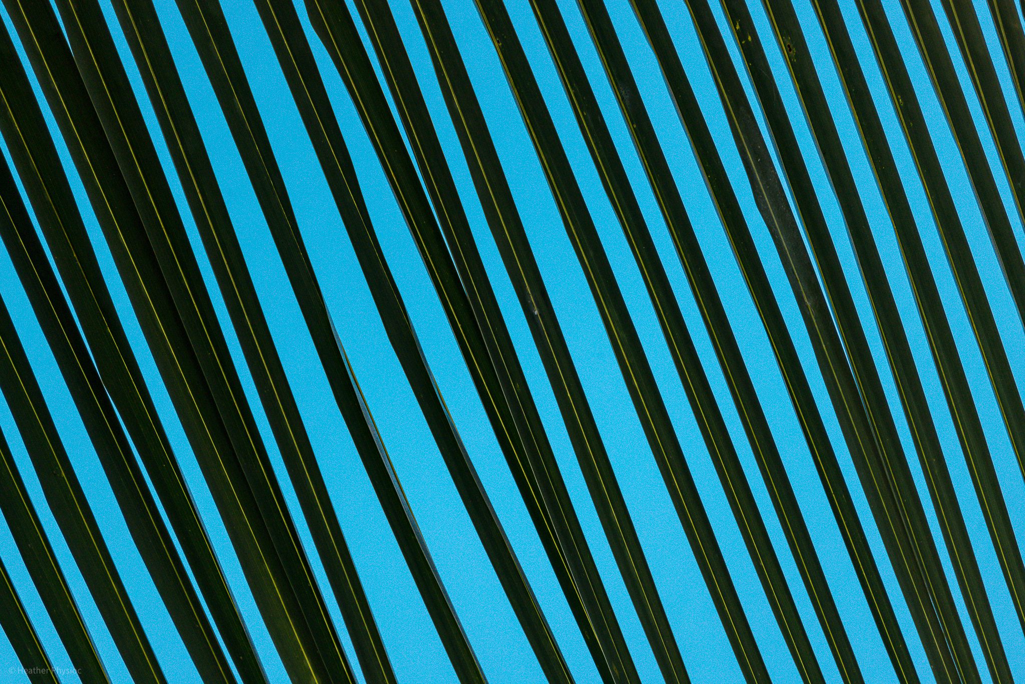 Palm tree leaves in silhouette against a turquoise sky in Barbados - photo by Heather Physioc