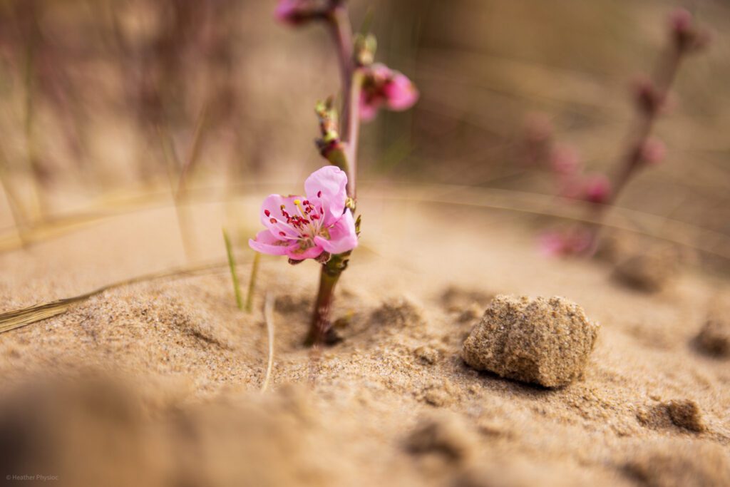 Pink dune pansy blossom in dunes at Zuid-Kennemerland National Park in the Netherlands