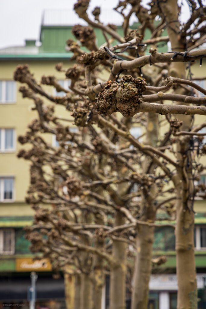 Pruned sycamore trees on the streets of Malmö, Sweden at the square in Triangeln