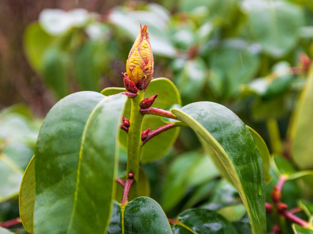 Raindrops on rhododendron buds in Otterlo near the Veluwe in Netherlands
