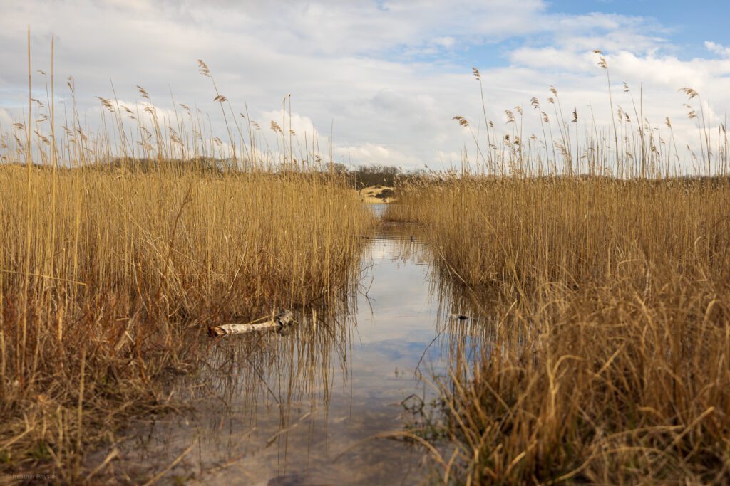 Trickle to Het Wed in Zuid-Kennemerland National Park in the Netherlands