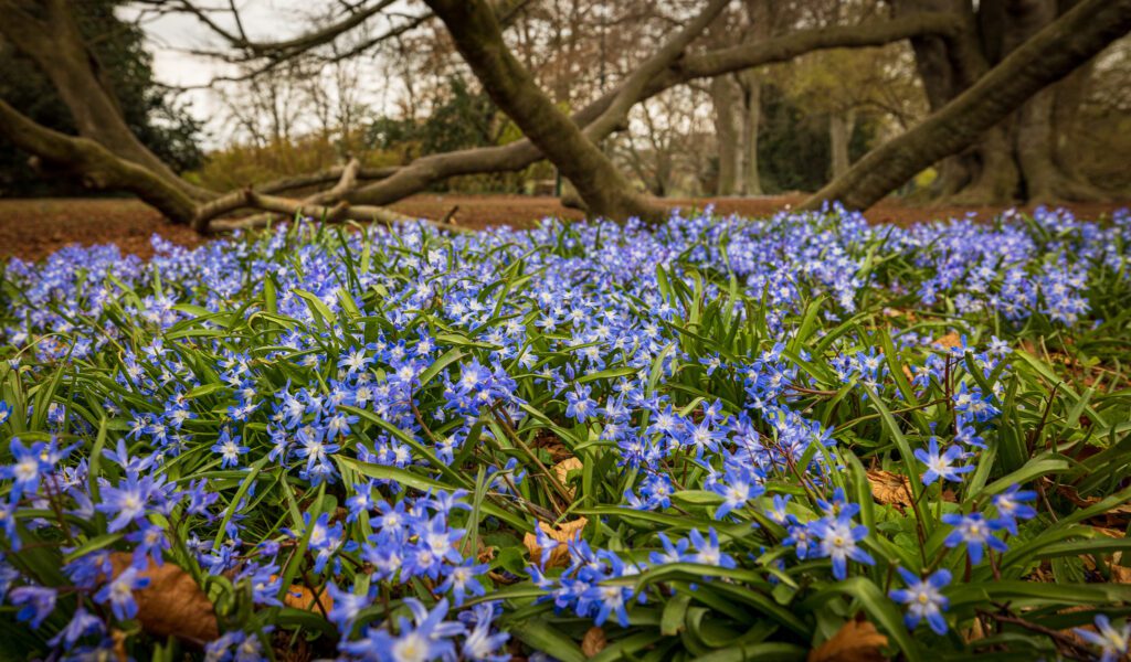 Chinodoxa glory of the snow blooms below ground trunks in Kungsparken, Malmö, Sweden