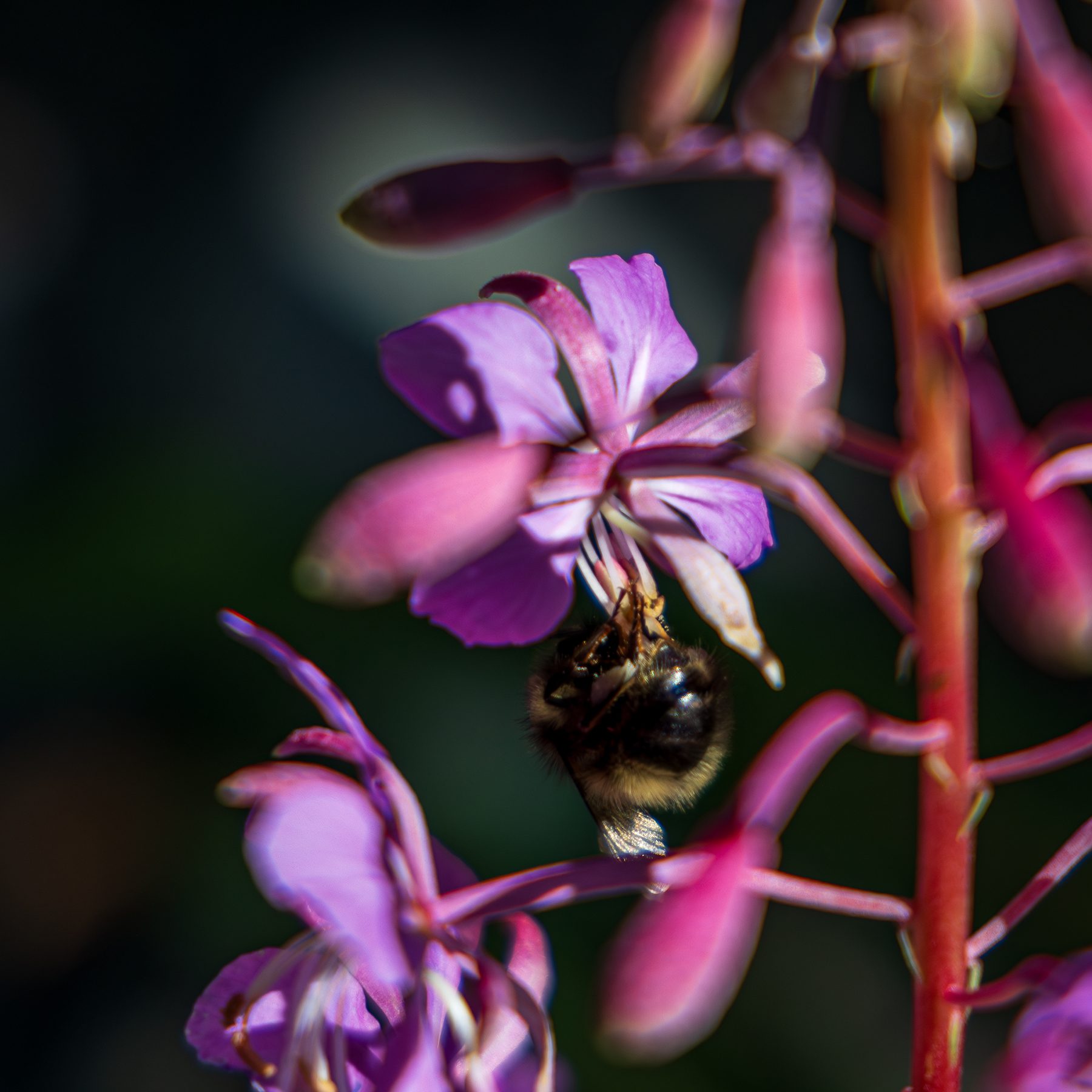 Bee dancing in the pollen of a purple fireweed bloom