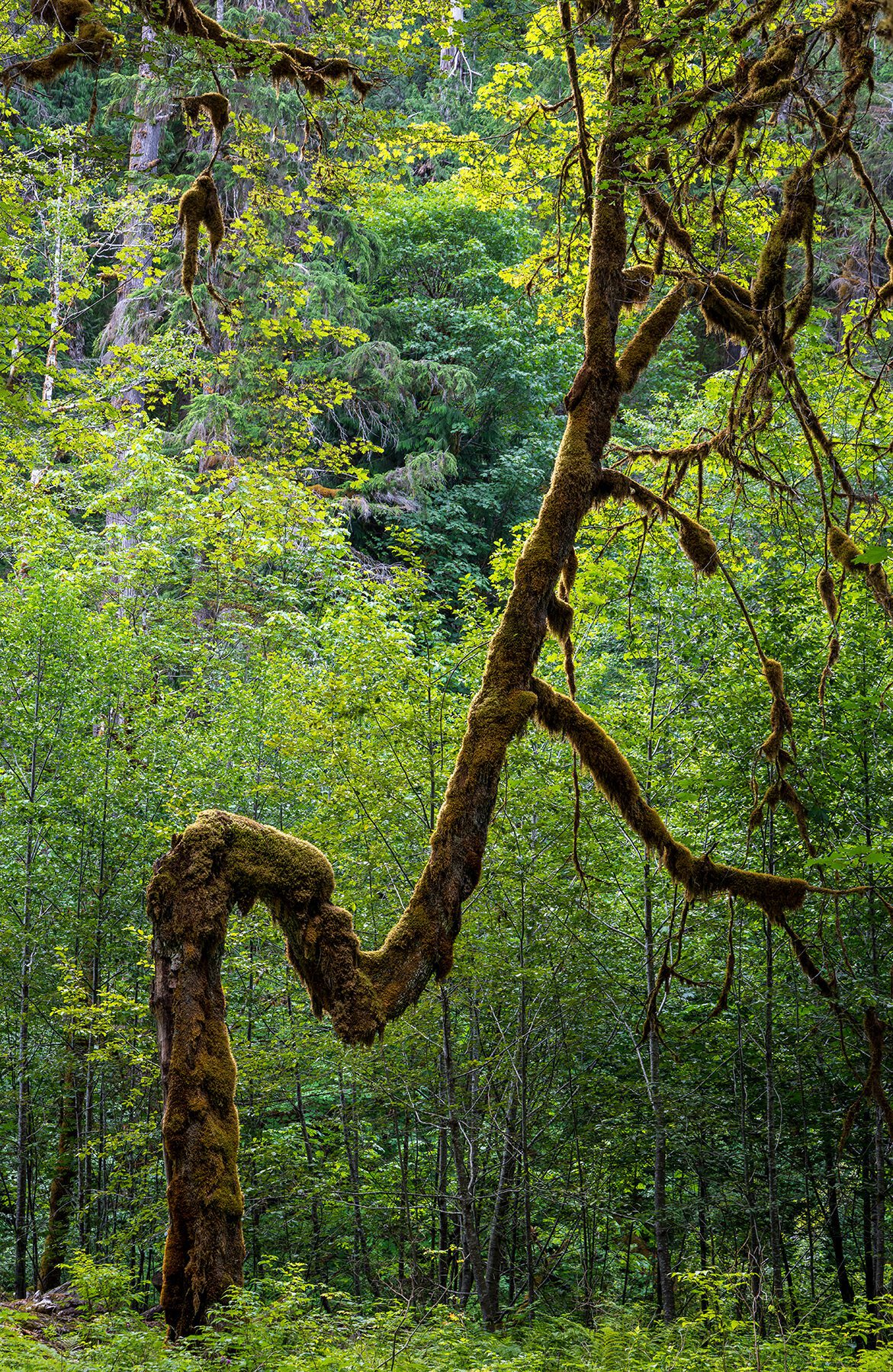Unusual crooked mossy tree on the North Fork Skokomish River Trail