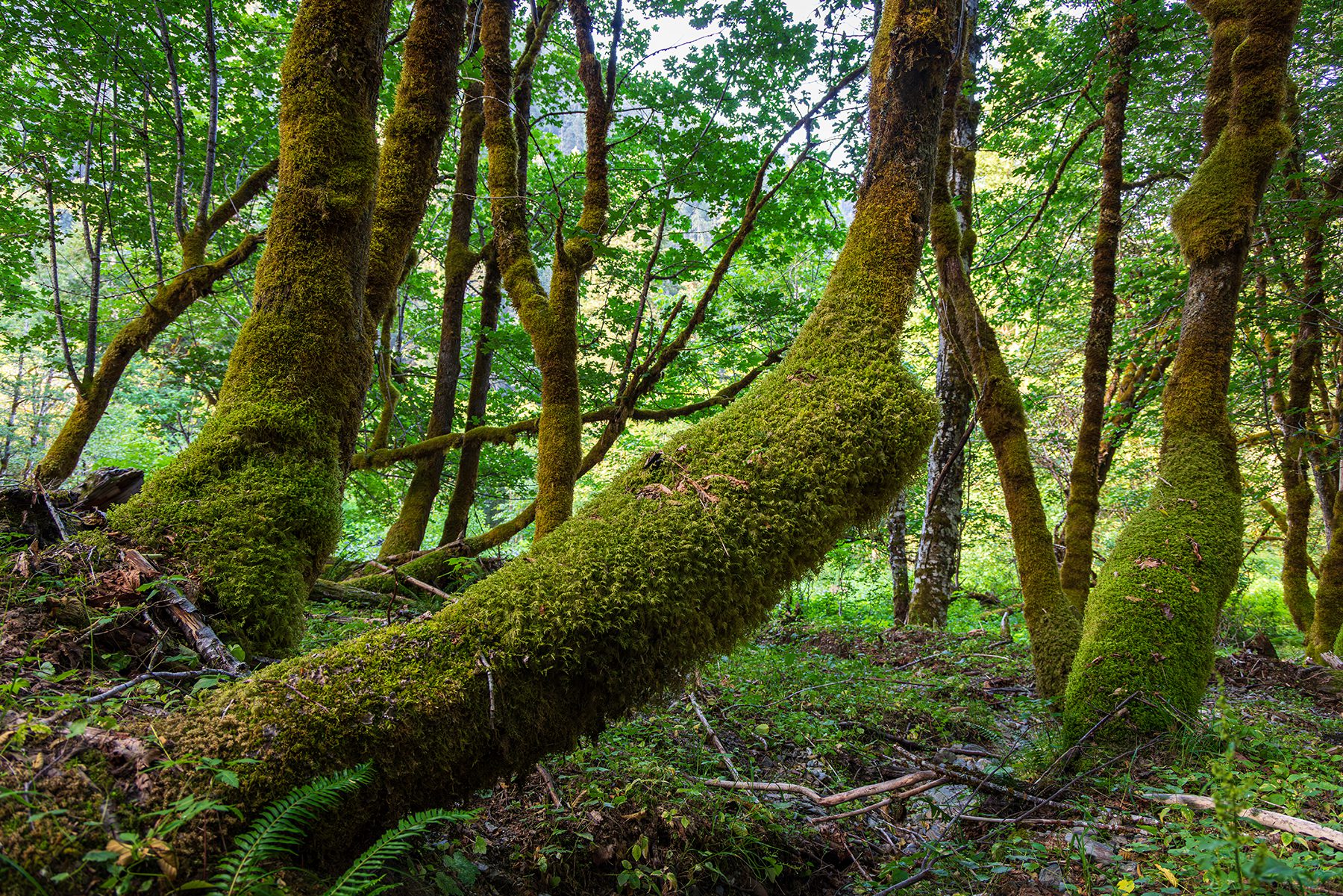 Curved mossy tree trunks on the forest floor in the Olympic Cascades wilderness