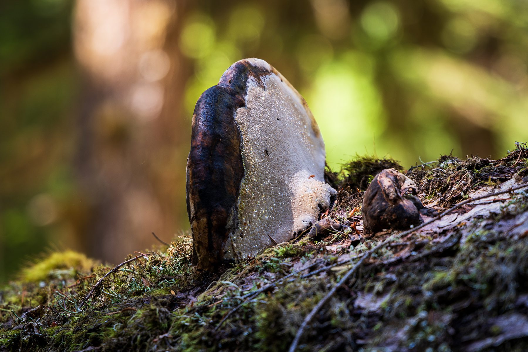 Unidentified dewy fungus or mushroom specimen in the Olympic Cascades wilderness