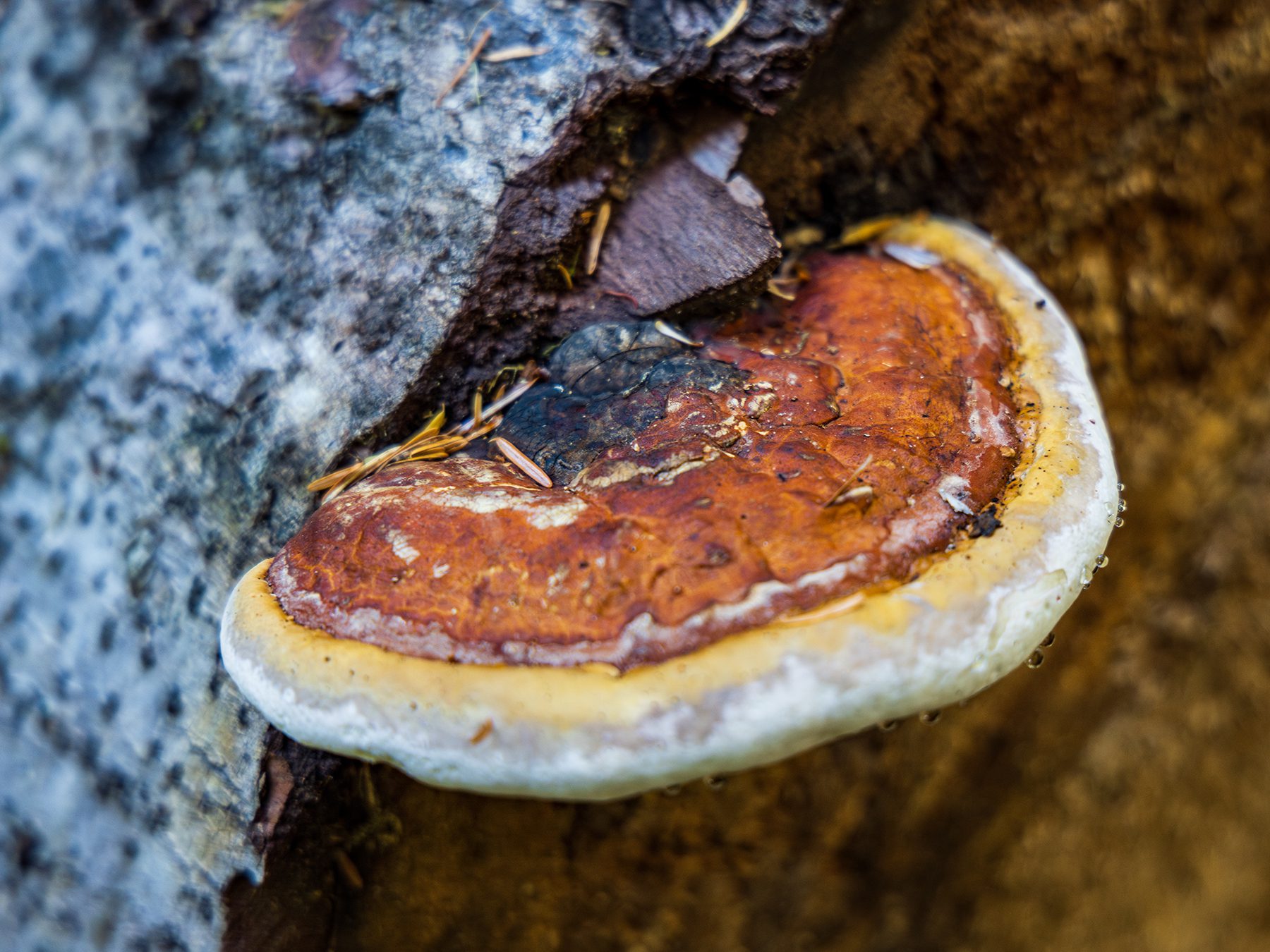 Dewy unidentified pancake-shaped fungus or mushroom growing on the forest floor in the Olympic Cascades wilderness