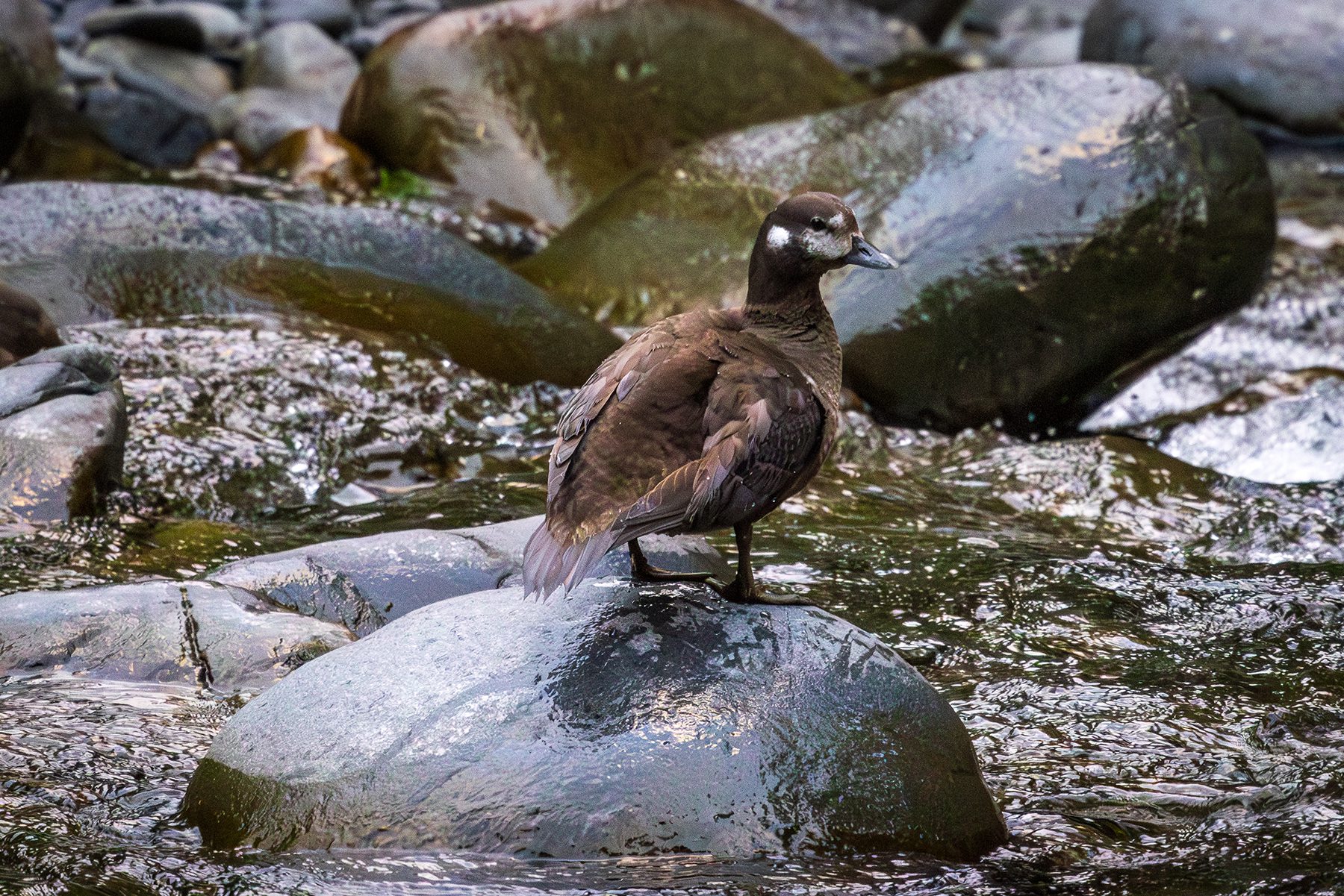 Harlequin duck perched on a rock in the North Fork Skokomish River