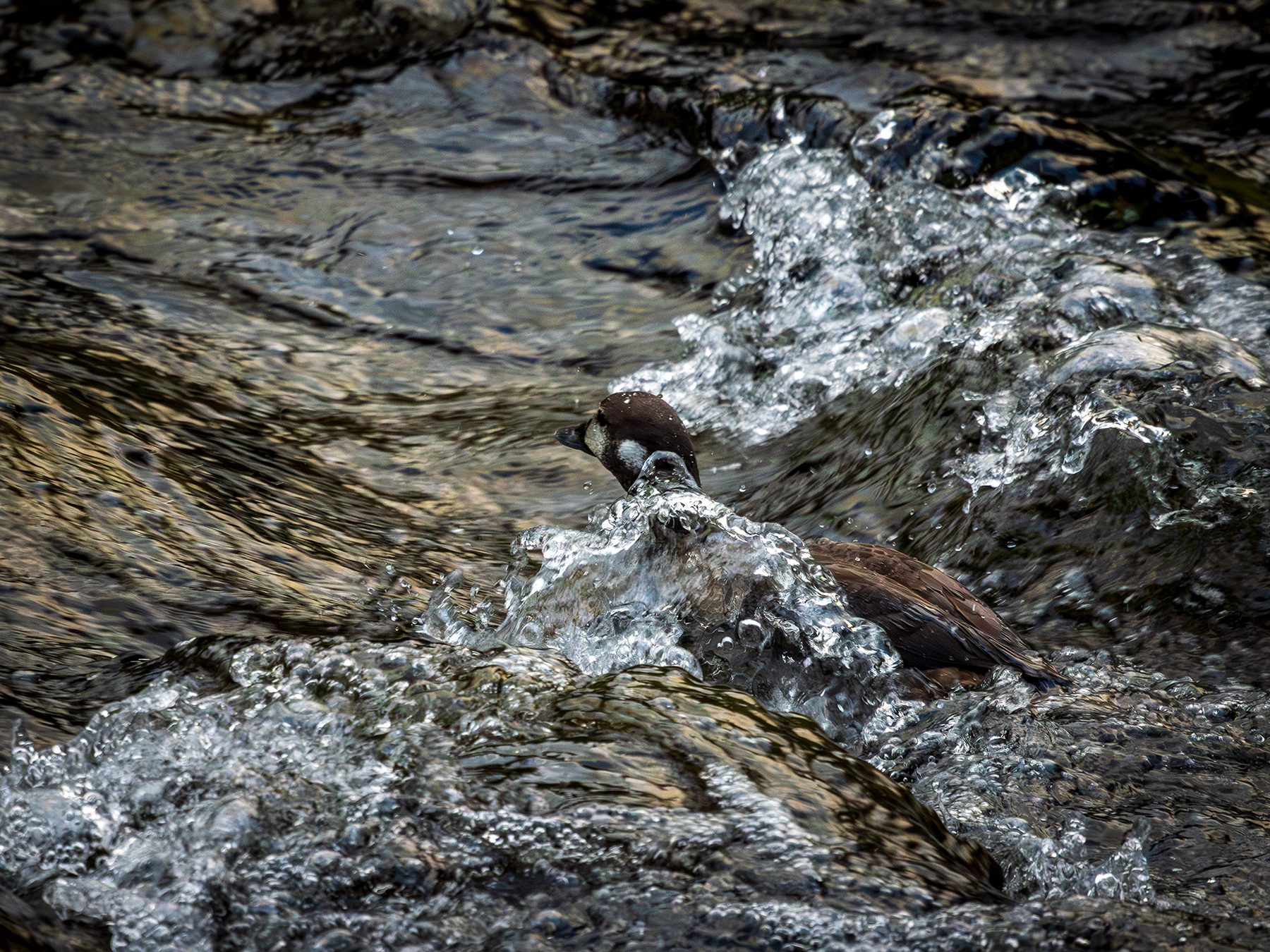 Harlequin duck diving upstream in the North Fork Skokomish River