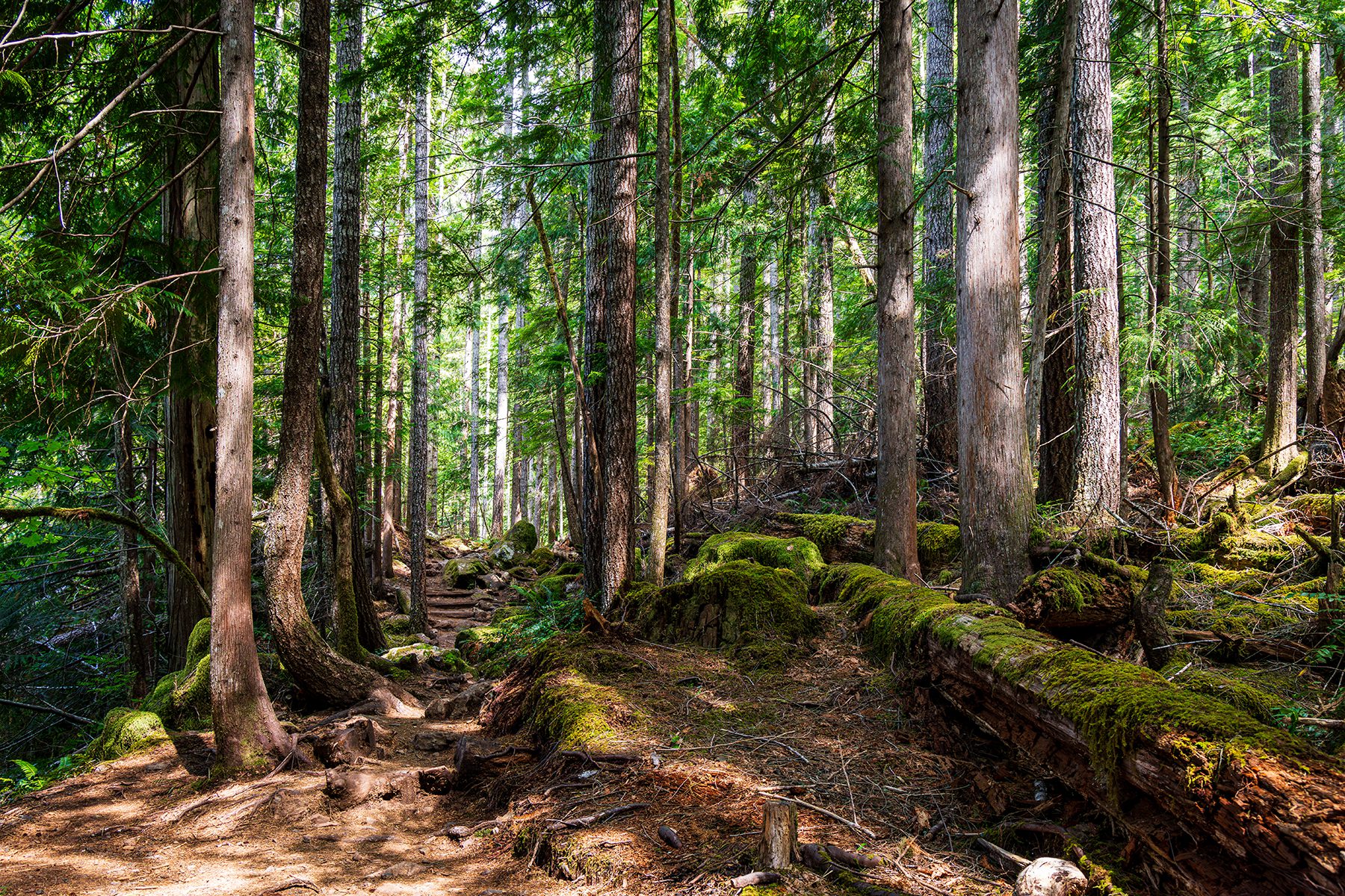 Soft forest floor trail on the North Fork Skokomish River in the Washington Cascades